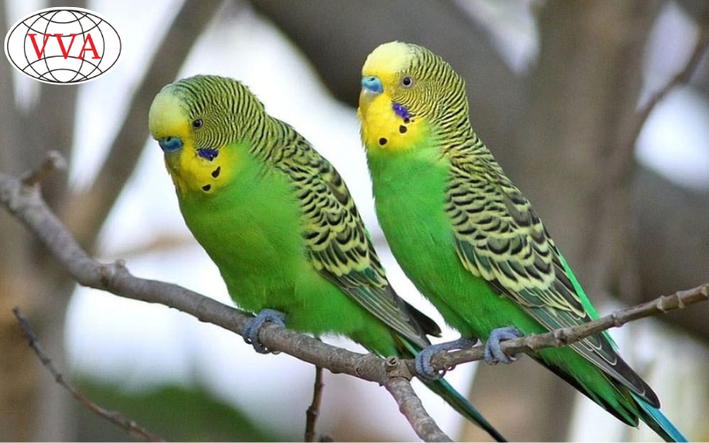 Hình 1: Chim Yến Phụng 